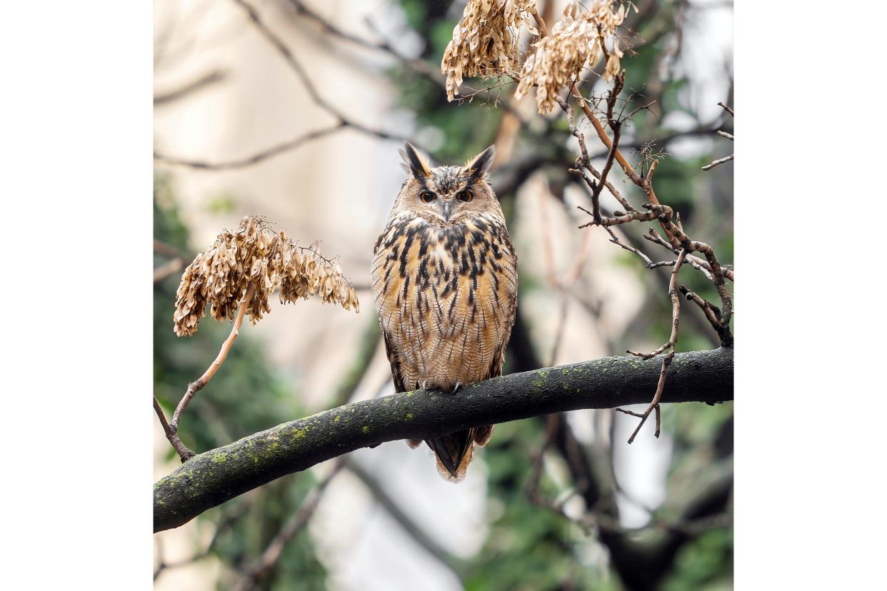 This photo provided by Jacqueline Emery shows Flaco the owl in a courtyard, Dec. 28, 2023, on New York's Upper West Side. To the surprise of many experts, Flaco is thriving in the urban wilds.