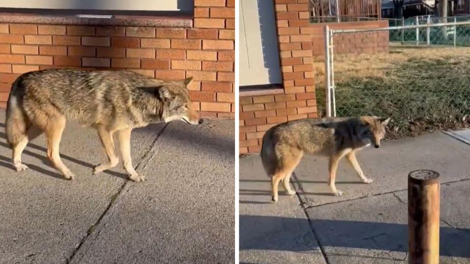 <div>The coyote was found wandering on March 8, 2023, in Queens. <strong>(Credit: NYPD 105th Precinct)</strong></div>