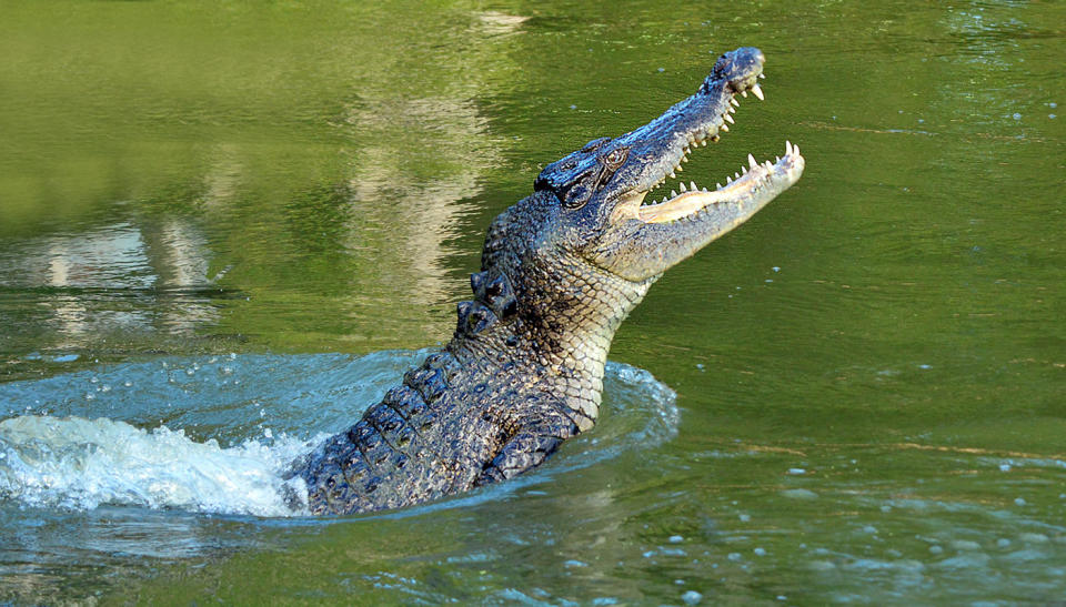 A saltwater crocodile in Queensland. File pic. Source: Getty Images