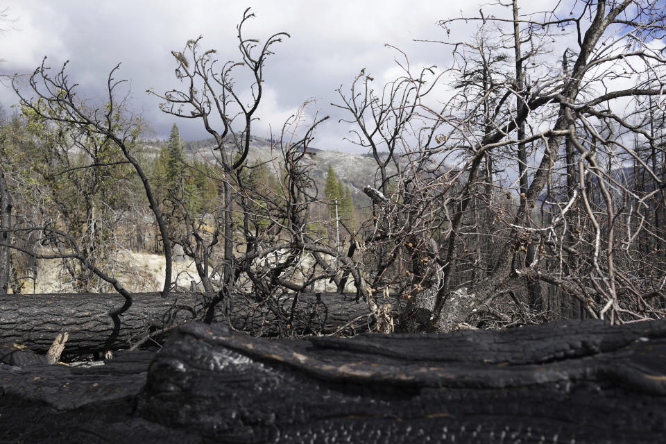 Pines that were cut down after being killed in the 2021 Caldor Fire lie on the floor of Eldorado National Forest, Calif., near Lake Tahoe, on Oct. 22, 2022. Scientists say forest is disappearing as increasingly intense fires alter landscapes around the planet, threatening wildlife, jeopardizing efforts to capture climate-warming carbon and harming water supplies. (AP Photo/Brian Melley)