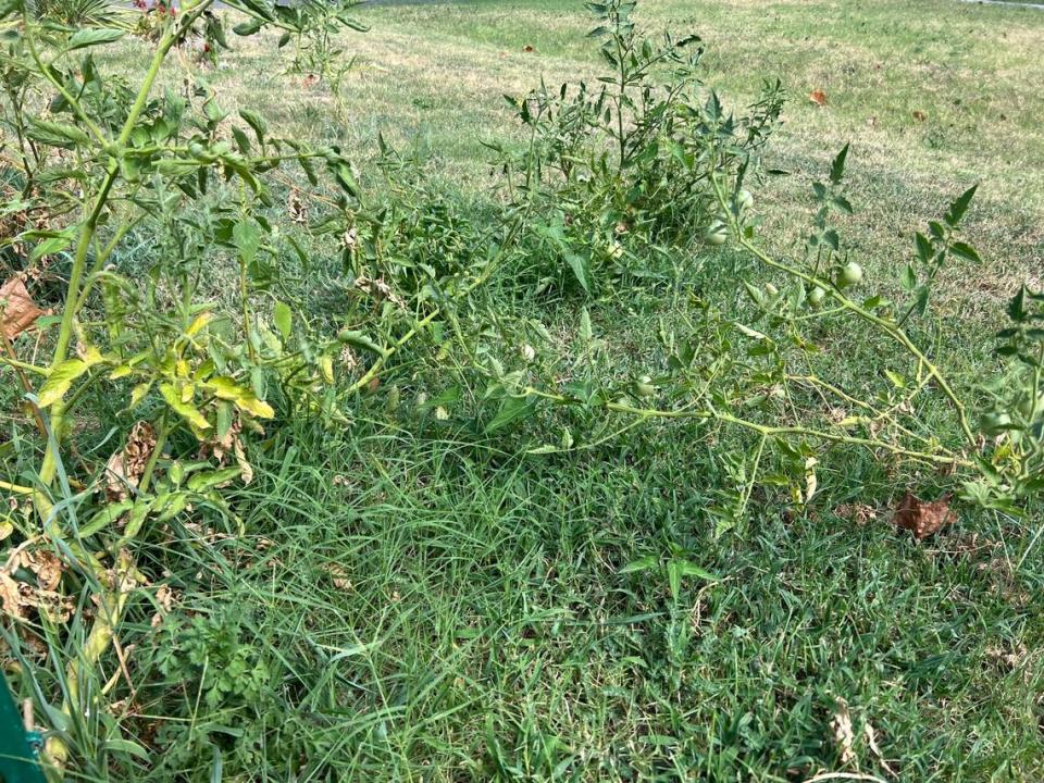 Even if your tomato garden is as sad looking as this one, you still have hope for a fall crop, experts say.