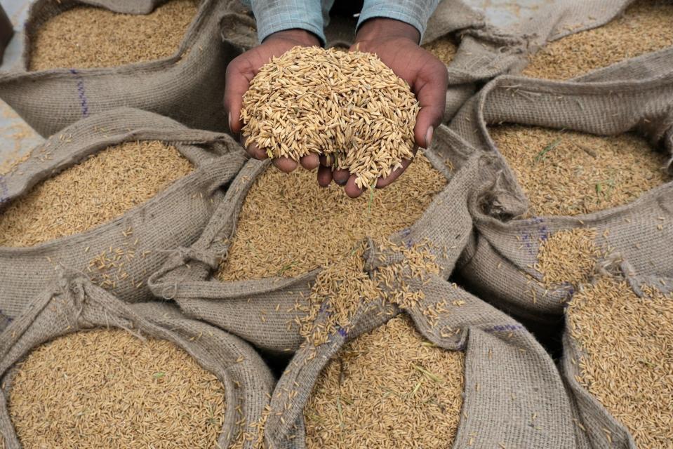 Harvested paddy rice at the grain market in Ambala, India, on Sunday, Oct. 9, 2022. 