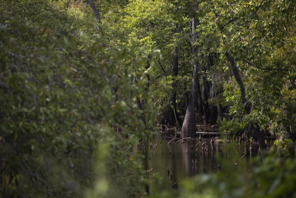 Tree parts show low water level in a small body of water inside of Sam Houston Lake Estates on August 22, 2023.