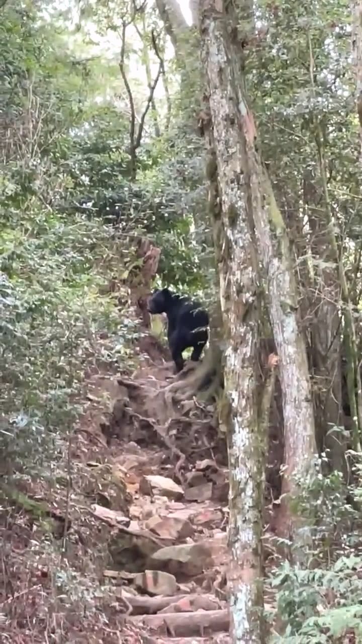 蔡先生獨自一人攀爬鳶嘴捎來山步道，台灣黑熊回頭望了他一眼。林業保育署台中分署提供/蔡先生攝