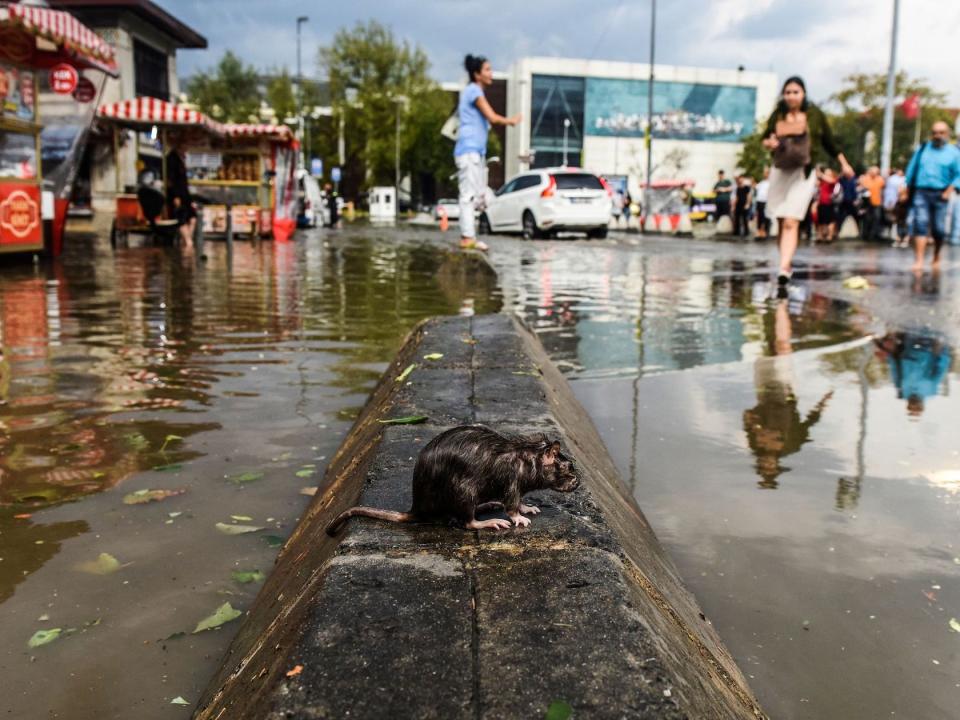 Rat in flood