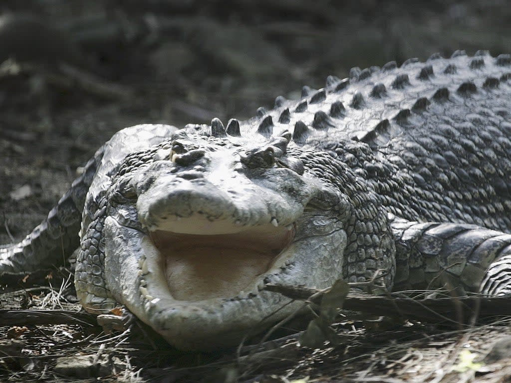 Saltwater crocodiles are Australia’s most dangerous predator (Ian Waldie/Getty Images)