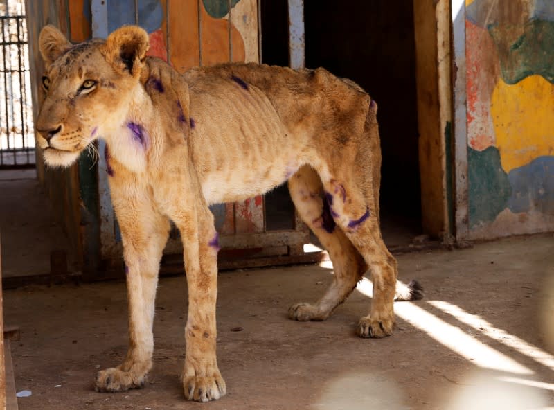A malnourished lion stands inside its cage at the Al-Qureshi Park in Khartoum