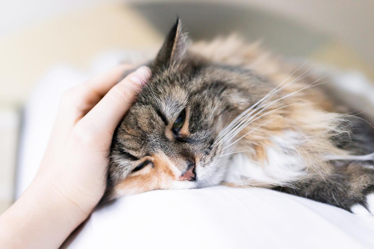 Closeup of a cat lying on a bed.