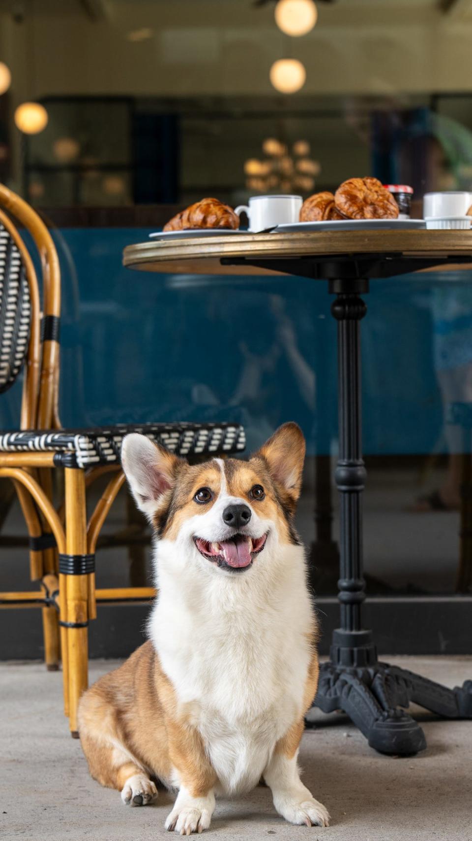 Lewis enjoys the atmosphere at Brasserie Mermere in Closter, NJ on Thursday, July 18, 2024.