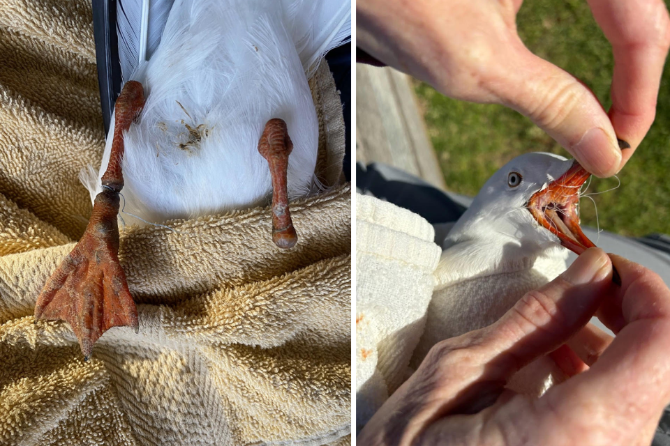 The image on the left shows the underside of a seagull on a towel. One of it's legs is missing. The other leg clearly has scar marks from line. On the right we can see a seagull with fishing line in its mouth.