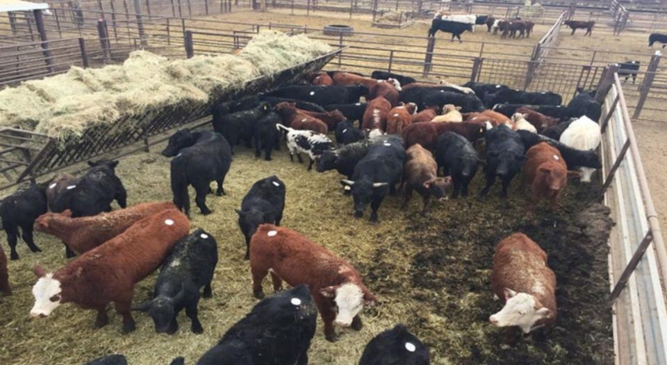 Cattle at a feedlot are surveyed for signs of vampire bat bites.