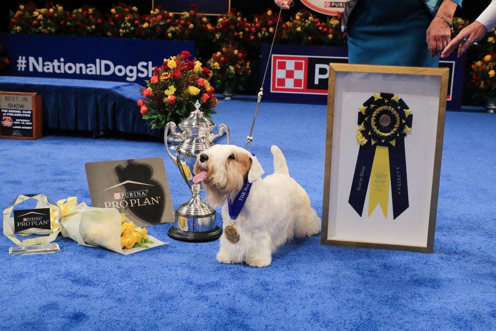 Stache, a Sealyham terrier, won Best in Show at this year's National Dog Show,