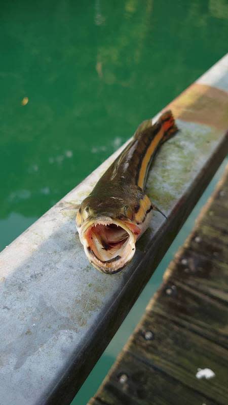 魚虎也叫泰國鱧魚，屬外來品種，生性凶猛。（圖/中央社）