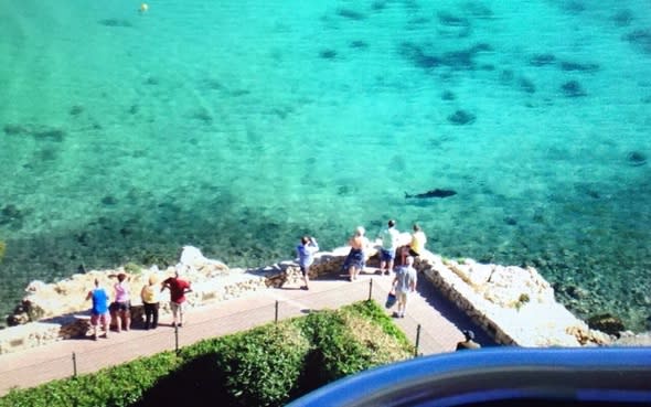 Is this a great white shark in Magaluf?