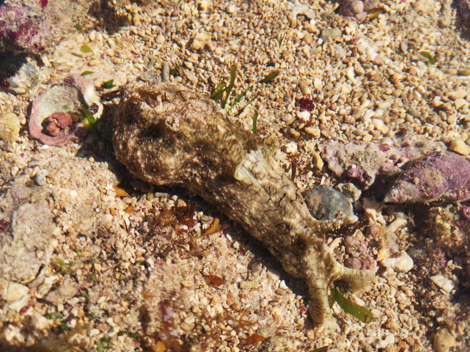 Meeresschnecke vor den Küsten Australiens