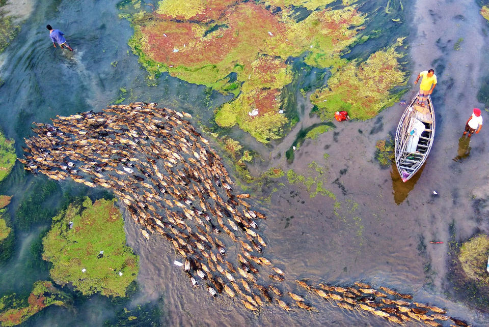 <p>Rafeur Rahman, of Bangladesh, climbed onto a high bridge in Bangladesh, where he saw hundreds of ducks apparently playing a game of follow the leader. (Photo: Rafeur Rahman/Caters News) </p>