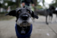 <p>Nina eyes the camera while walking through a park in Mexico City, Friday, Sept. 22, 2017. Nina’s owner had to abandon his home after Tuesday’s magnitude 7.1 earthquake. She is now being looked after by a friend until her owner can find a place suitable for pets, or is able to return to their home. (Photo: Natacha Pisarenko/AP) </p>