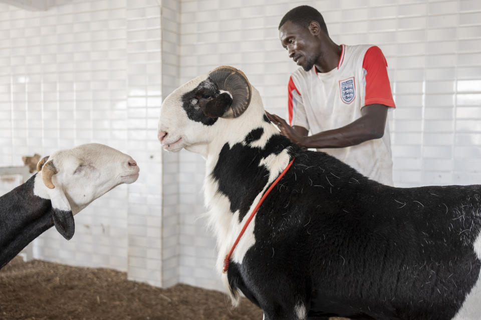 Shepherd Katim Toure plays with the Ladoums called Abba in Mbao, 30 km east of Dakar, Senegal, Monday June 10, 2024. As Muslims worldwide prepare to celebrate Eid Al-Adha, the second most important holiday in the Islamic calendar, Senegal's star sheep, the Ladoum, remain an object of desire for many in the country. These extraordinary tall and long animals, which can cost up to $70,000, are renowned for their proportional features and gleaming white fur. (AP Photo/Sylvain Cherkaoui)