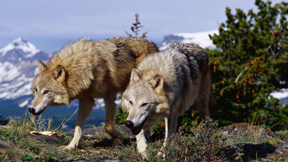 Wolves on a trail with snowy mountain in background