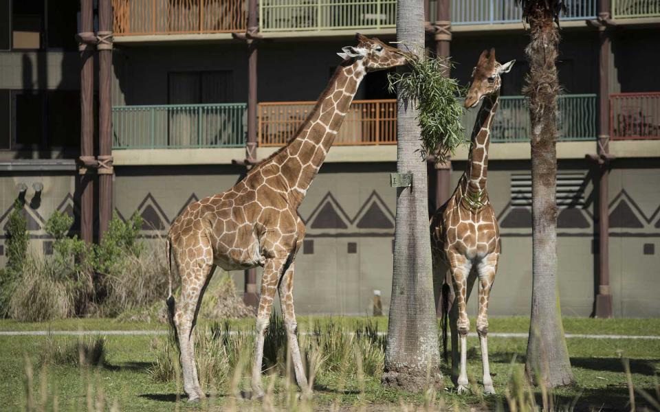 Disney's Animal Kingdom Lodge — Lake Buena Vista, Florida