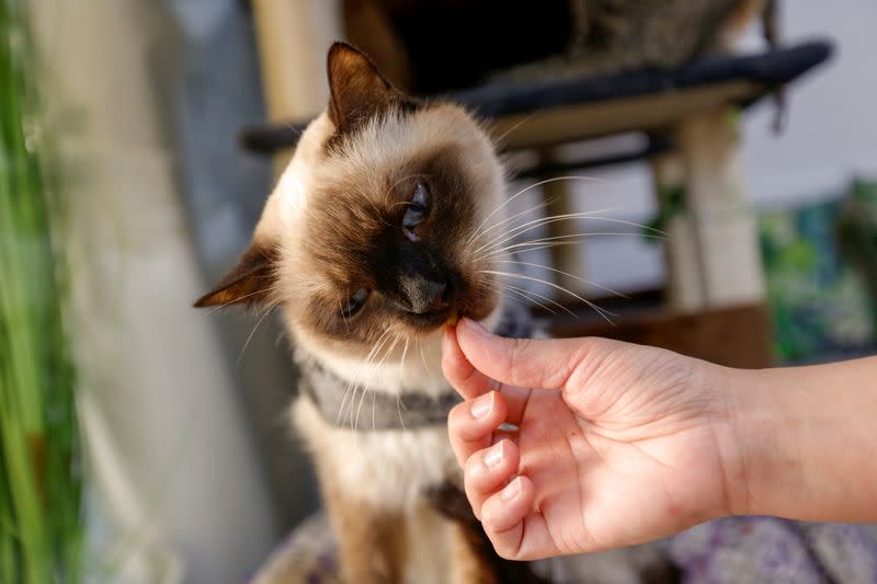 Cat Cafe offers therapy to human and adoption to cats in Dubai