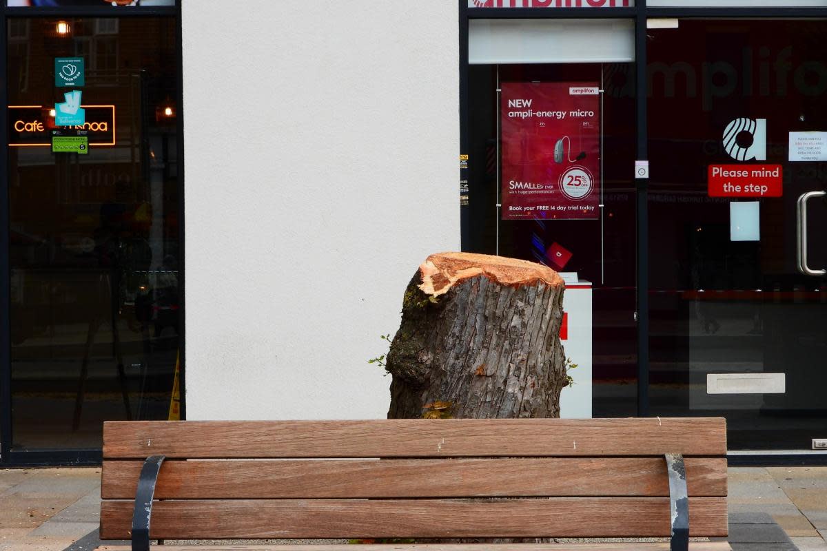 The Parade tree being chopped on Sunday. <i>(Image: Stephen Danzig)</i>