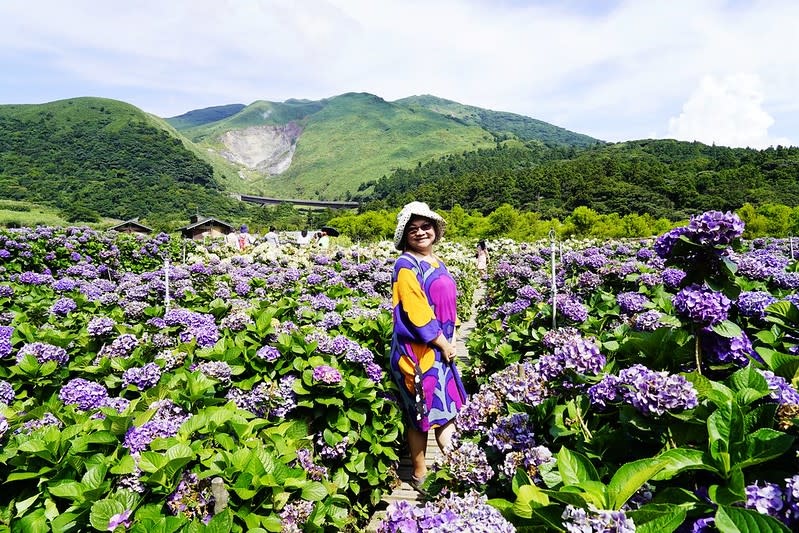 台北陽明山｜竹子湖「財福海芋田」