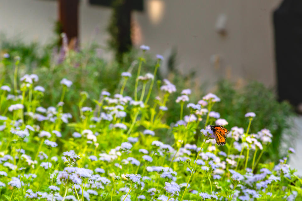 Gregg's mistflower by Eden Garden Design