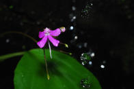 <p>One of the very special flowers which bloom only during monsoons are the impatiens. They are usually found close to small streams on the hill slopes. Text and photo credit <a href="http://amoghavarsha.com/" rel="nofollow noopener" target="_blank" data-ylk="slk:Amoghavarsha;elm:context_link;itc:0;sec:content-canvas" class="link ">Amoghavarsha</a>.</p>