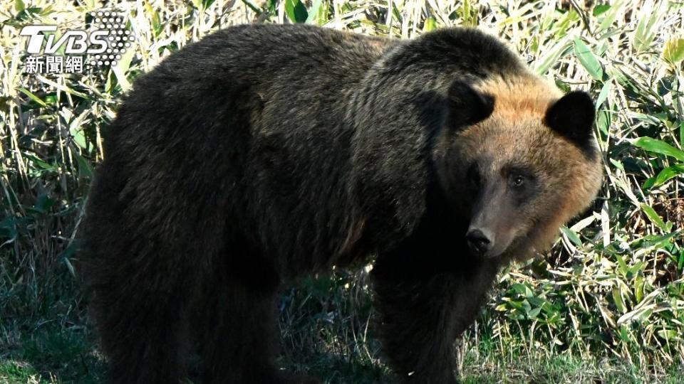 該頭公熊已被撲殺，目前警方仍在調查熊與失蹤男子的關聯。（圖／達志影像美聯社）