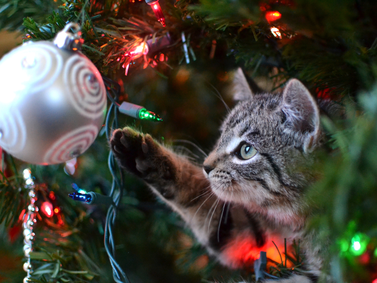 Cat caught hiding in owner's Christmas tree - can YOU spot it