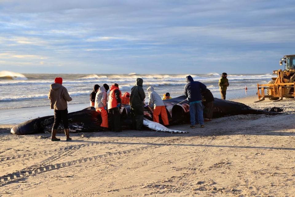 Researchers perform a necropsy on a female humpback whale that washed ashore in Brigantine on Jan. 12, 2023.