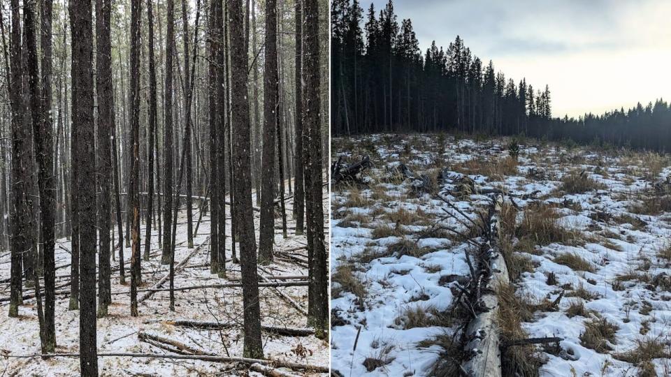 On the left, a photo of what Jeff Woodgate considers untouched forest, to the right an example of an area in the Bragg Creek region that was logged in 2012. 