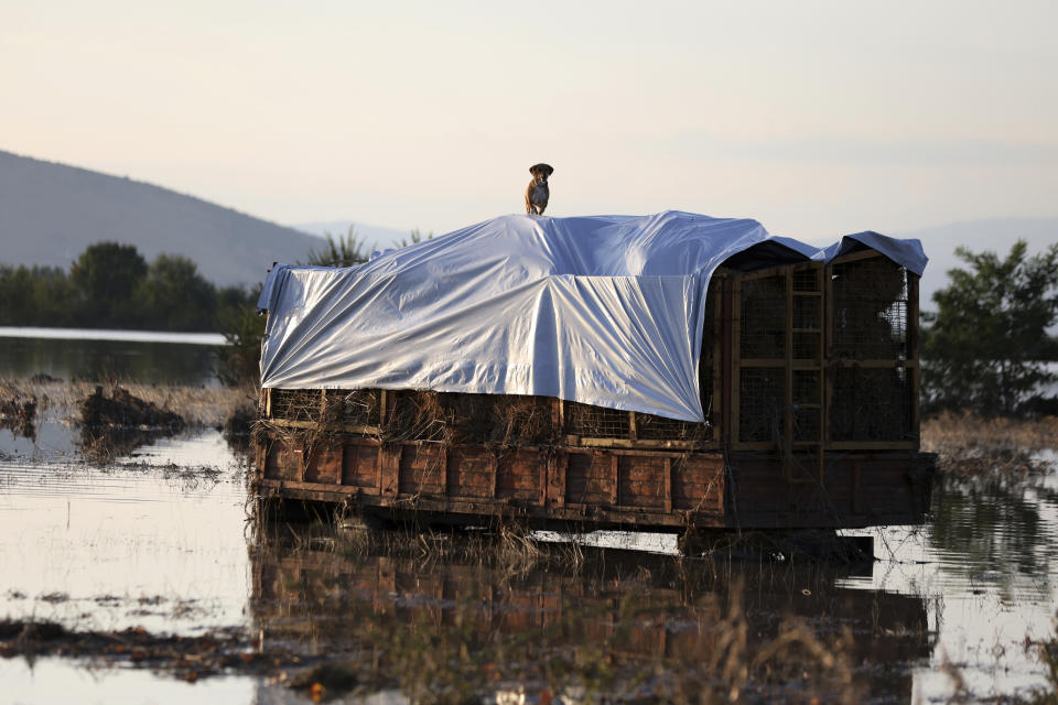 A dog stands on a wagon at a flooded land in the town of Palamas, near Karditsa, Thessaly region, central Greece, Friday, Sept. 8, 2023. Rescue crews in helicopters and boats are plucking people from houses in central Greece inundated by tons of water and mud after severe rainstorms caused widespread flooding. (AP Photo/Vaggelis Kousioras)