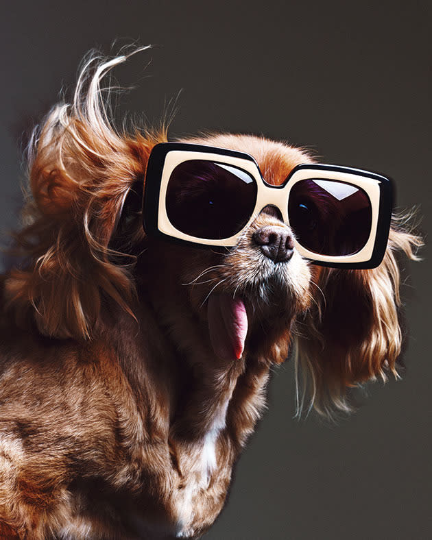 Toast the dog for Karen Walker eyewear.