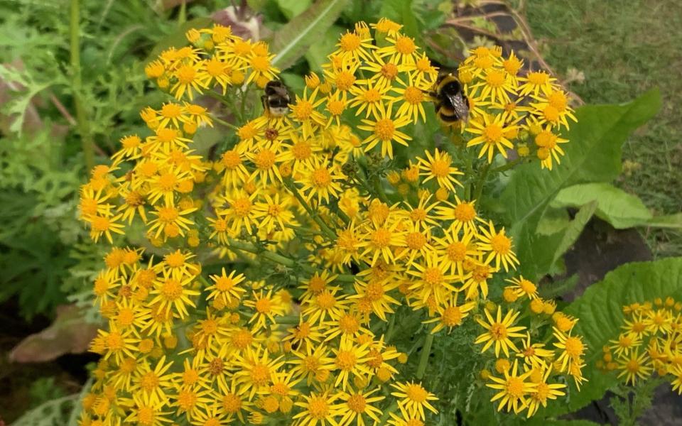 The team behind the plot, named Weed Thriller, wanted to show that native plants are not just beautiful but essential for wildlife