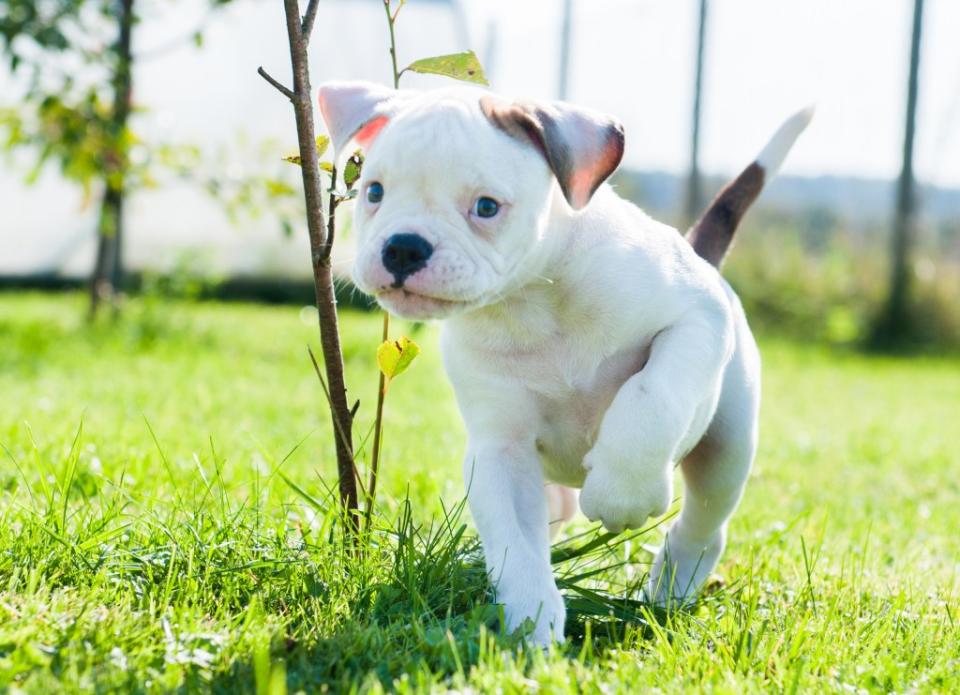 American Bulldog puppy playing outside.