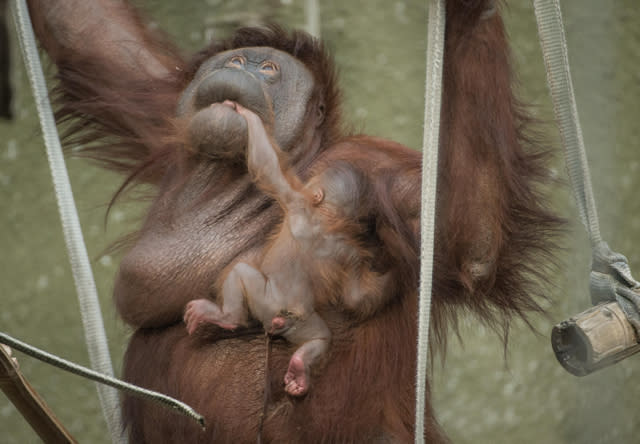 Chester Zoo welcomes beautiful baby Bornean orangutan