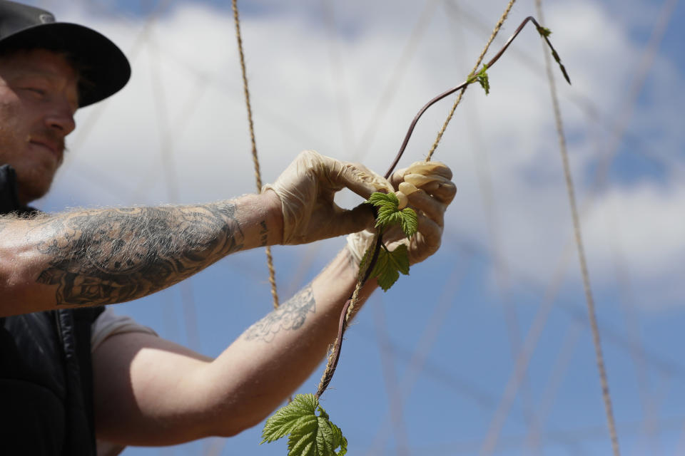 In this May 5, 2020, photo, seasonal worker James Wodyatt trains the growing hops by winding or tying two or three shoots clockwise to each string, at Stocks Farm in Suckley, Worcestershire. Britain’s fruit and vegetable farmers have long worried that the exit from the European Union would keep out the tens of thousands of Eastern European workers who come every year to pick the country’s produce. Now, the coronavirus pandemic has brought that feared future to the present. (AP Photo/Kirsty Wigglesworth)