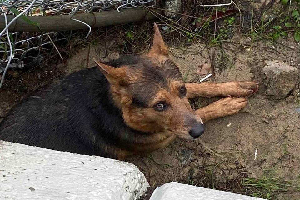 <p>Los Angeles Fire Department</p> Rescued dog