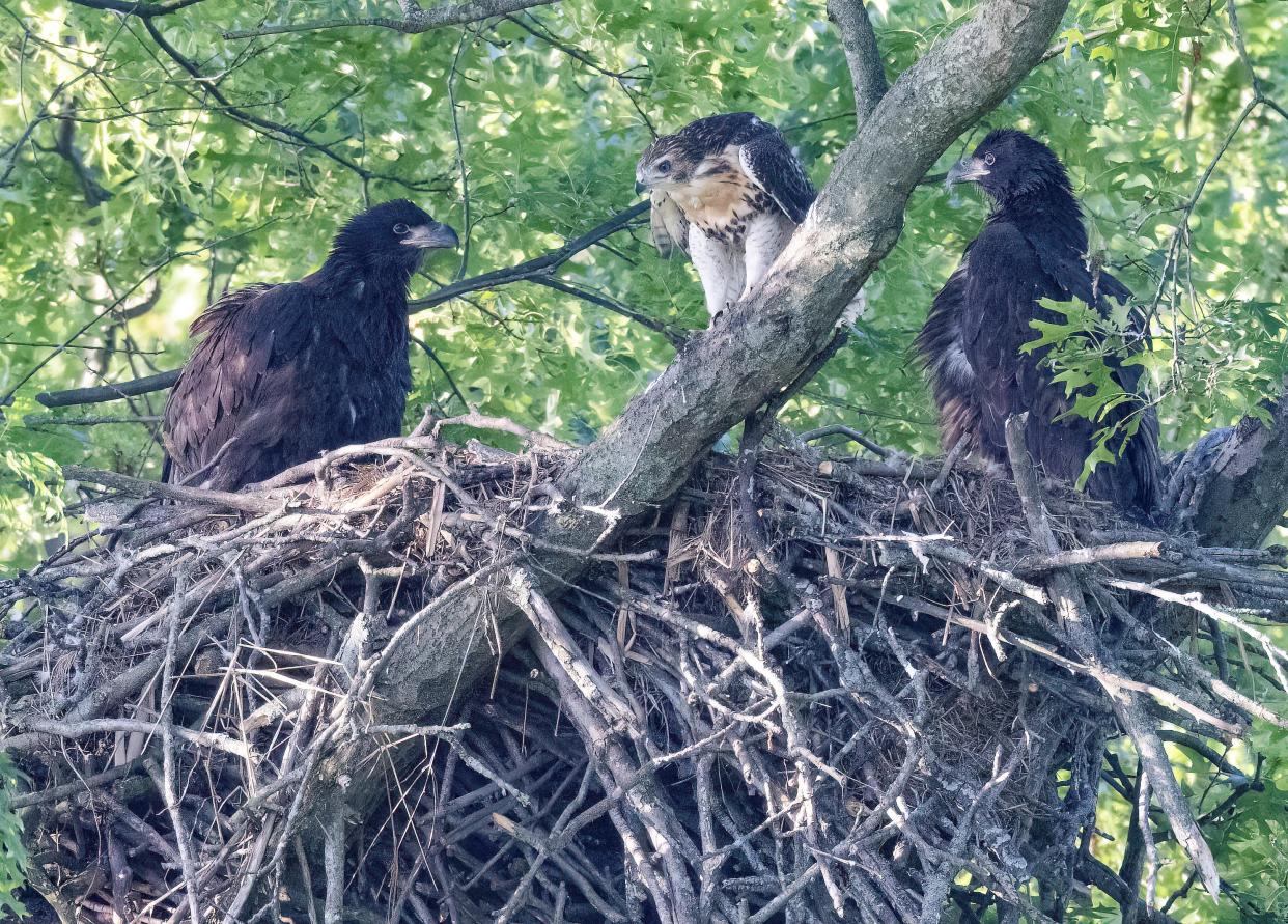 A Red-tailed hawk chick is flanked by two bald eagle chicks.