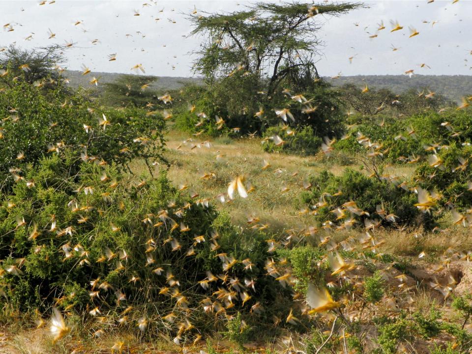 swarm of locusts.JPG