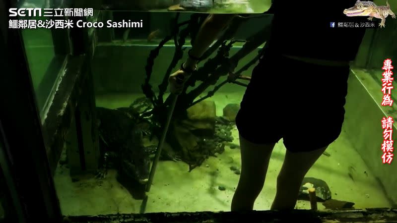 沙西米利用棍子與鱷魚、鱷龜保持距離。（圖／鱷鄰居&沙西米 Croco Sashimi 授權）