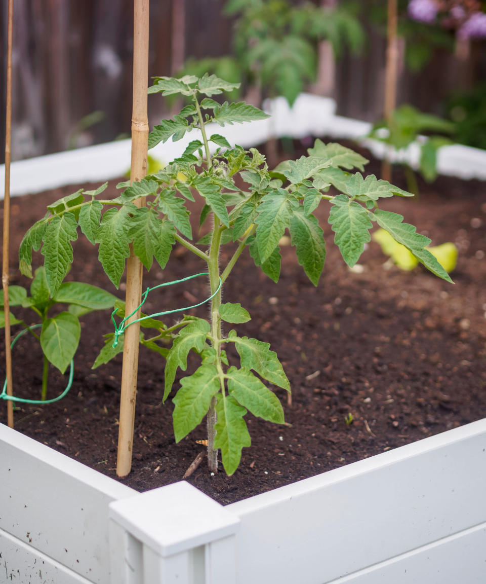 tomato plants growing in a white painted raised bed