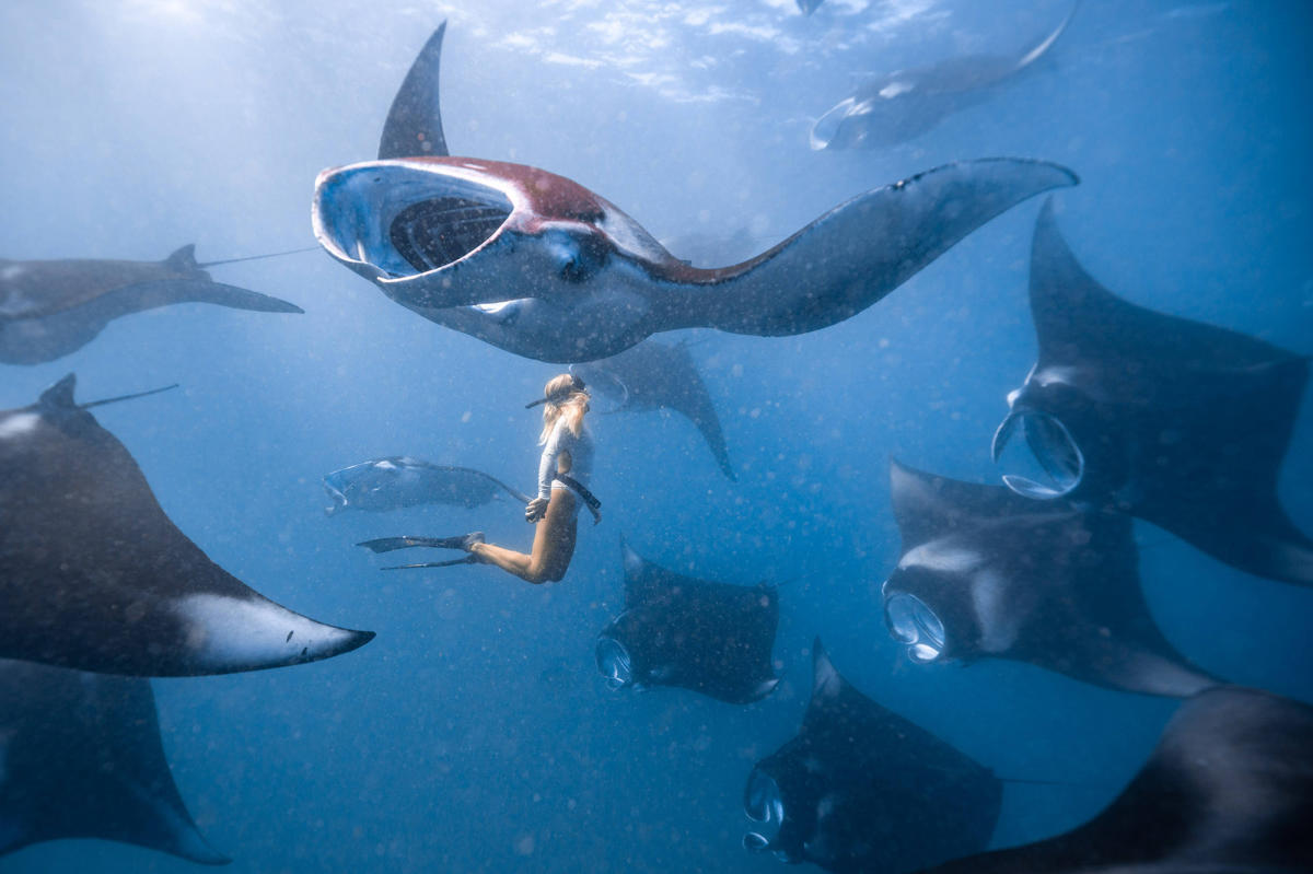 Le spectacle incroyable des raies manta g antes dans la baie d