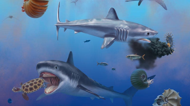 An artist’s impression of Ptychodus as a shell-chomping mackerel shark. - Photo: F. Spindler