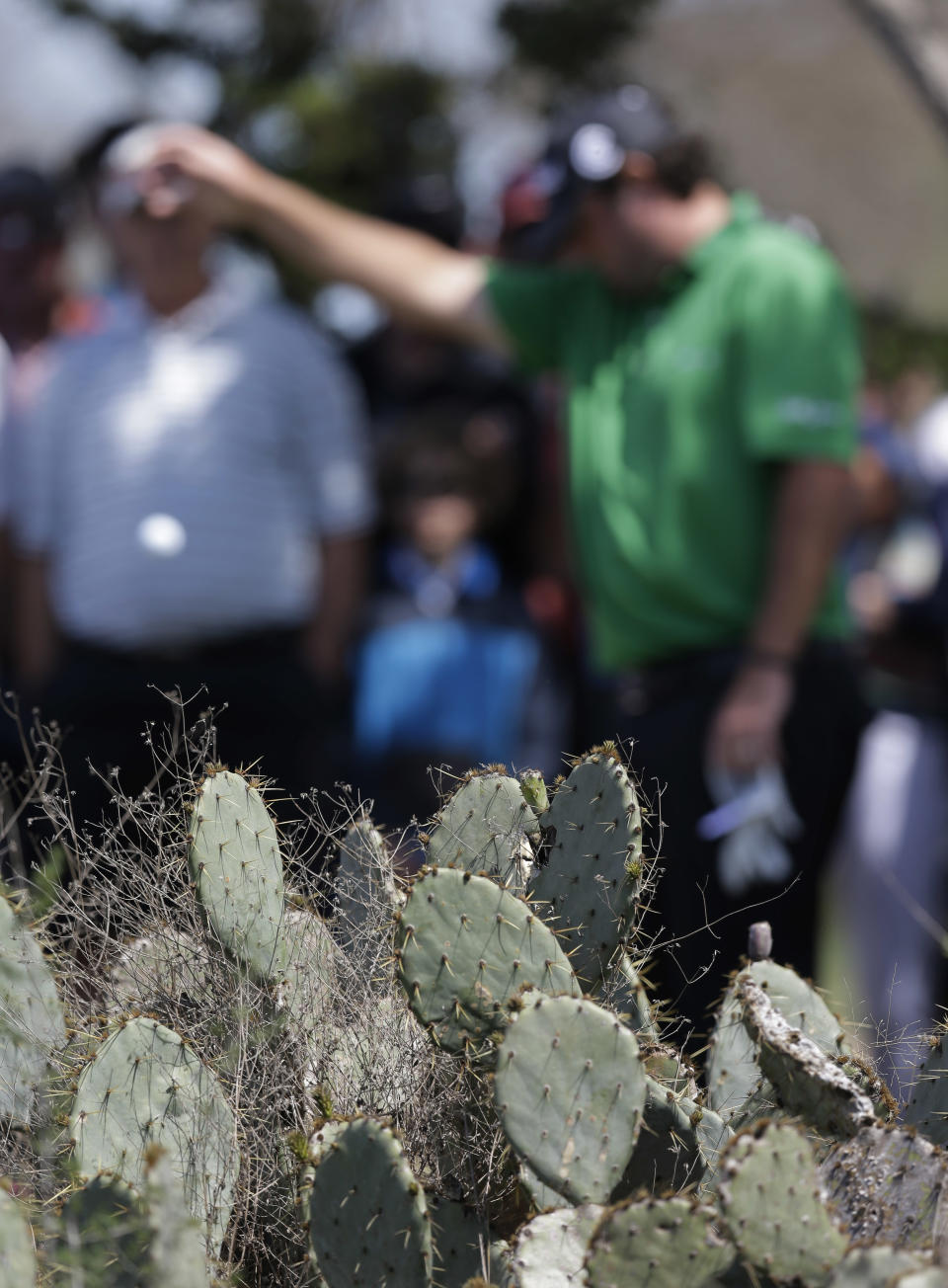 Steven Bowditch, of Australia, takes a drop after hitting into cactus in the second hole during the final round of the Texas Open golf tournament on Sunday, March 30, 2014, in San Antonio. (AP Photo/Eric Gay)