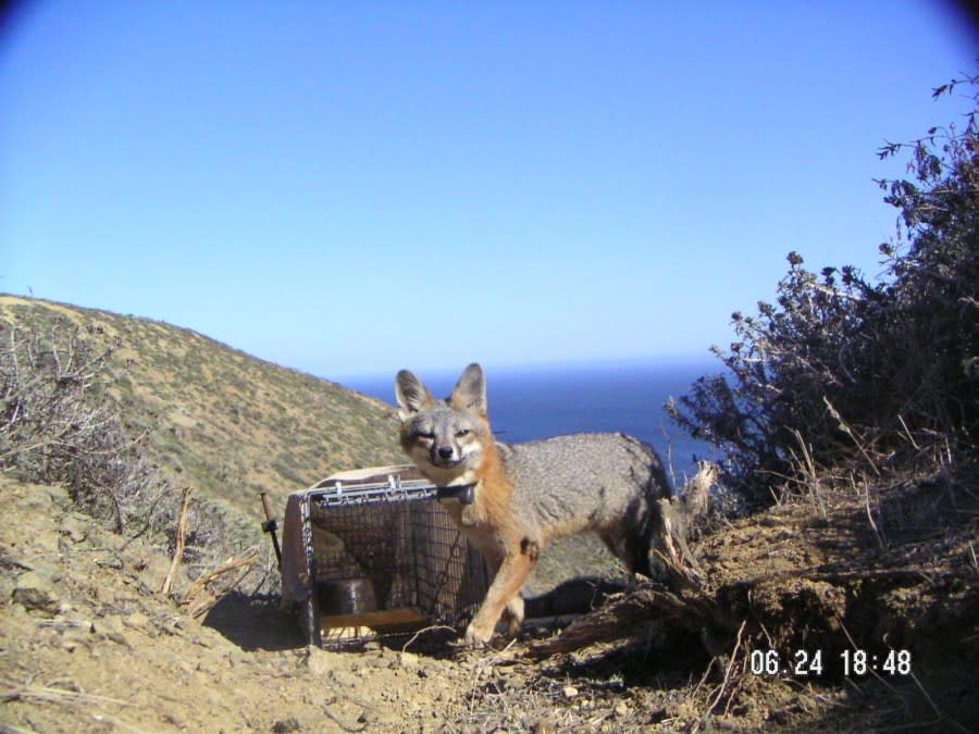 A remote camera snaps a photo of a fox on San Miguel Island on June 24, 2018. (National Park Service)