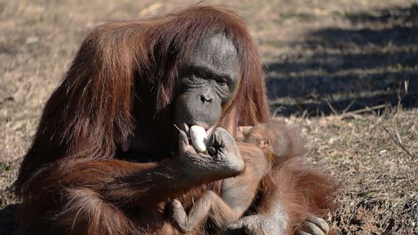 PHOTO: Zoe, an orangutan at the Metro Richmond Zoo, had to be taught by zookeepers how to breastfeed her baby boy. (Courtesy of Metro Richmond Zoo)