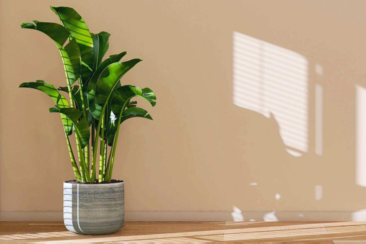 Banana leaf plant in bright direct sunlight